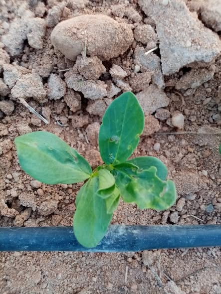 السلام عليكم ورحمة الله
انا زارع فول من ٣ اسابيع أرض صحراوية والري تنقيط في منطقة الدريسه و رشيت من خمس ايام مبيد سبيدو ومبيد موسبيلان ولكن لازال يوجد تأكل في الأوراق ودودة انفاق وذبابة وانكماش في بعض الاوراق
عايز حل نهائي لهذه الحشرات
وشكرا